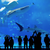 Dubai Aquarium and Underwater Zoo - Image 2