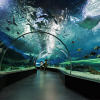 Dubai Aquarium and Underwater Zoo - Image 3
